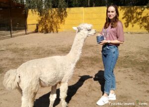 Усадьба Натюрлих, Деколы. Альпака